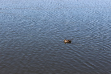  The mating season began in wild ducks. They swim, fly and choose a mate