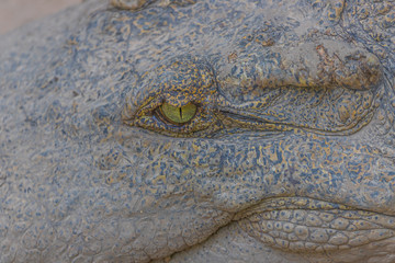 close up of the eye of a crocodile