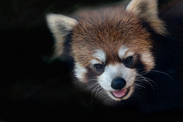レッサーパンダ ポートレート