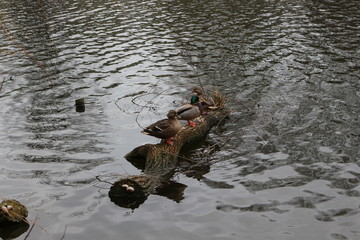  The mating season began in wild ducks. They swim, fly and choose a mate