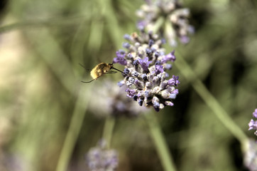 Large bee-fly or the dark-edged bee-fly (Bombylius major), a parasitic bee mimic fly visiting lavender