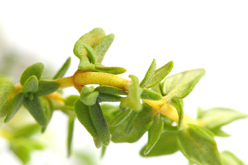 Sprigs of fresh thyme on a white background, macro photo.