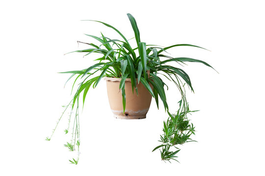 Spider Plant or Chlorophytum bichetii (Karrer) Backer with white flower bloom in brown pot isolated on white background included clipping path.
