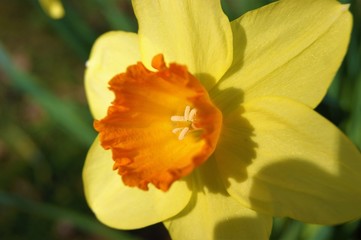 closeup of a spring daffodil.