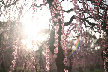 太陽の日差しとしだれ梅