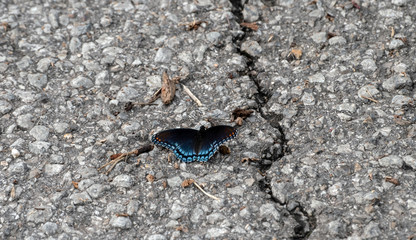 With open wings a red spottd purple admiral suns itself on the cracked pavement . Bokeh effect.