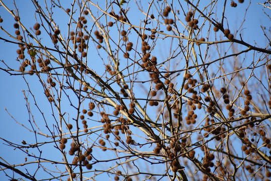 Bare branches with fruits of Platanus × Acerifolia, the London planetree.