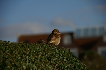 Spatz auf der Hecke
