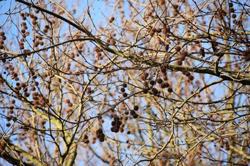 Bare branches with fruits of Platanus × Acerifolia, the London planetree.
