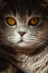Scottish lady-cat with orange eyes