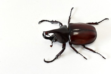 Rhinoceros beetle, Hercules beetle, Unicorn beetle, horn beetle male isolated on white background