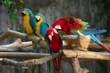 Macaw