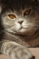 Scottish lady-cat with orange eyes