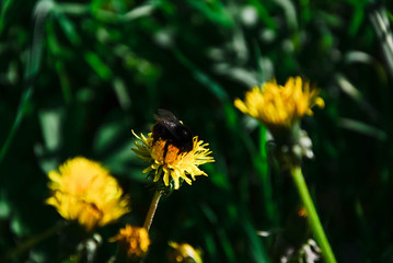 Green grass. Yellow dandelion. Close-up of bumblebee on the flower.