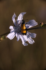 Chicory and flower beetle in Tuscan garden near Florence