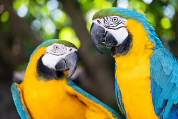 Macaw