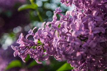 Sunny spring day. Purple blooming lilac in city park. Close-up.