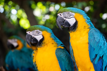 Macaw