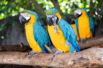 Macaw