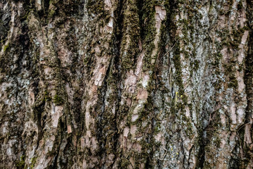 Bark of an old big tree in the forest. Close-up. Background texture.