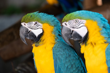 Macaw
