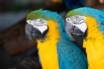 Macaw