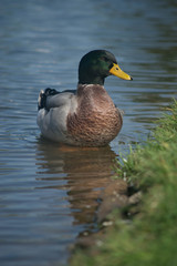 Obraz premium duck