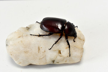 Rhinoceros beetle, Hercules beetle, Unicorn beetle, hornless female on light yellow stone on a...