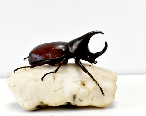 Rhinoceros beetle, Hercules beetle, Unicorn beetle, horn beetle Male on a light yellow stone on a...