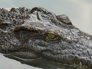 Crocodile near Ho Chi Minh, Vietnam