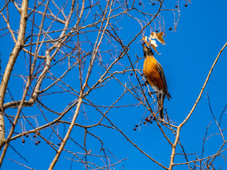 Early spring robin sited in Wisconsin. Eating berries left on a hackberry tree.