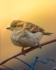 Small bird, possible a wren, perched on a bare grapevine