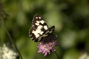 Fototapeta na wymiar Melenargia galathea; marbled white butterfly in Tuscan meadow