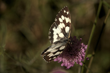 Melenargia galathea; marbled white butterfly in Tuscan meadow