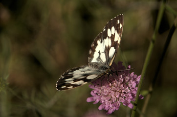 Melenargia galathea; marbled white butterfly in Tuscan meadow