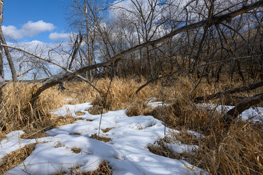 melting snow in grassy wooded area