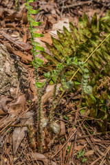 Fern emerging in early spring