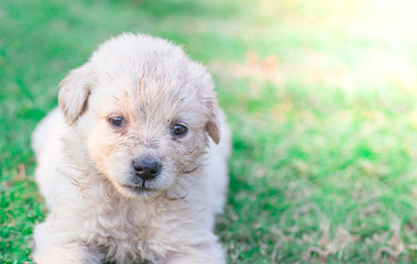 Golden Retriever puppies is in the lawn with a smiling face