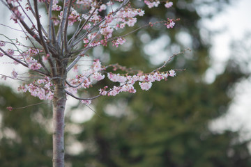 Sakura or cherry blossom flower full bloom