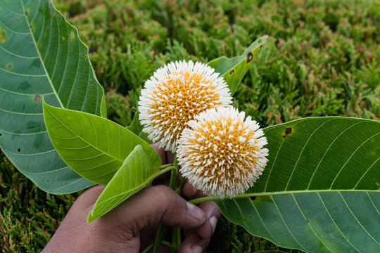 Kadam flower grabbed by a hand.
