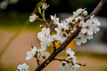 greek athens park white flower