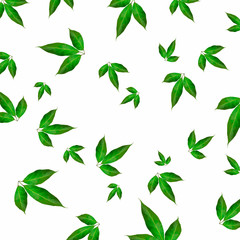 texture with green leaves and branches isolated on white background. lay flat, top view