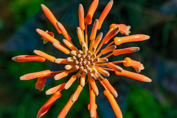 blooming agave flower bud in detail
