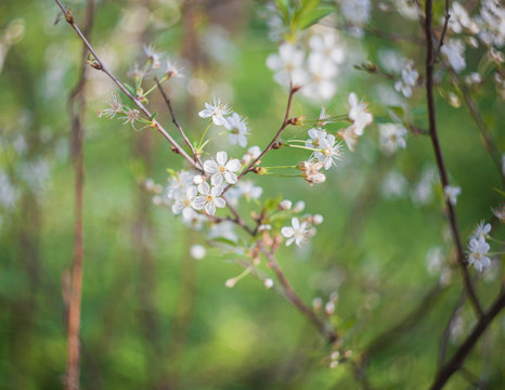 white flowers on blooming appletree