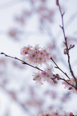 Sakura or cherry blossom flower full bloom