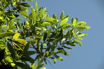 Bay leaves (Laurus nobilis) in Summer sunlight in a Tuscan garden near Florence