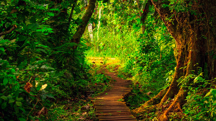 raised wooden pathway in Swampy area of Bigodi Wetlands