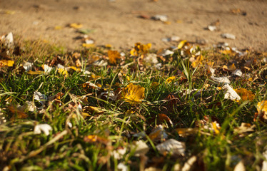 Yellow and white leaves in green grass with center focus