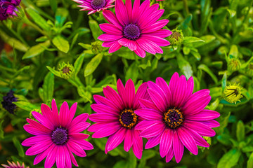 Obraz premium pink daisies in greece athens