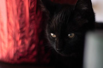 Black Kitten Head Shot with Yellow Eyes